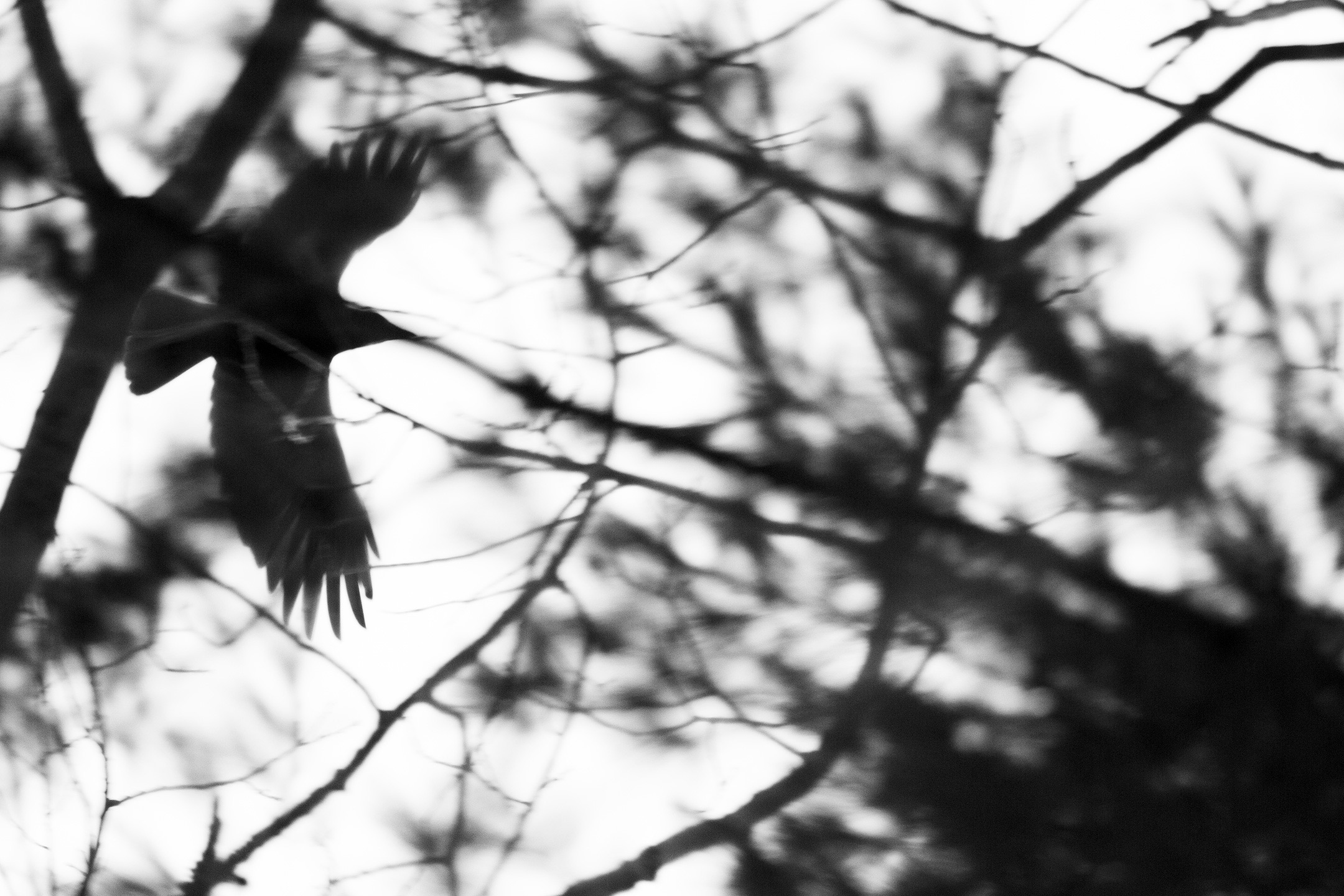 CROW_007
