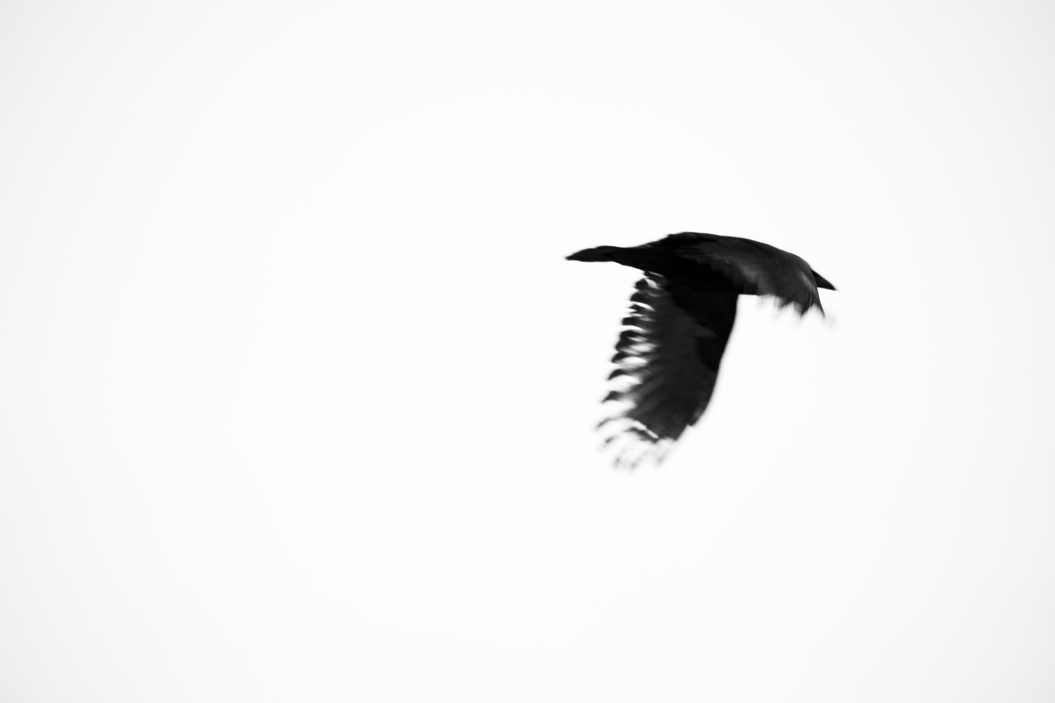CROW_010